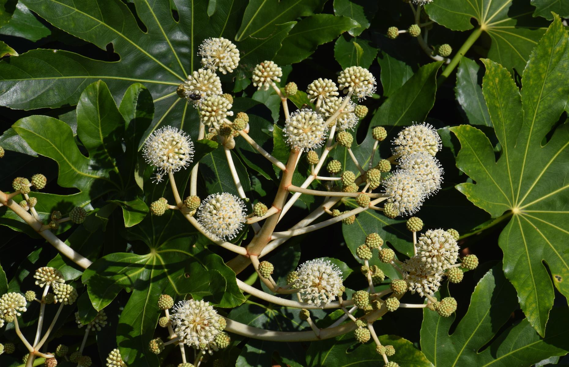 Safe swap: paperplant (Fatsia japonica) 